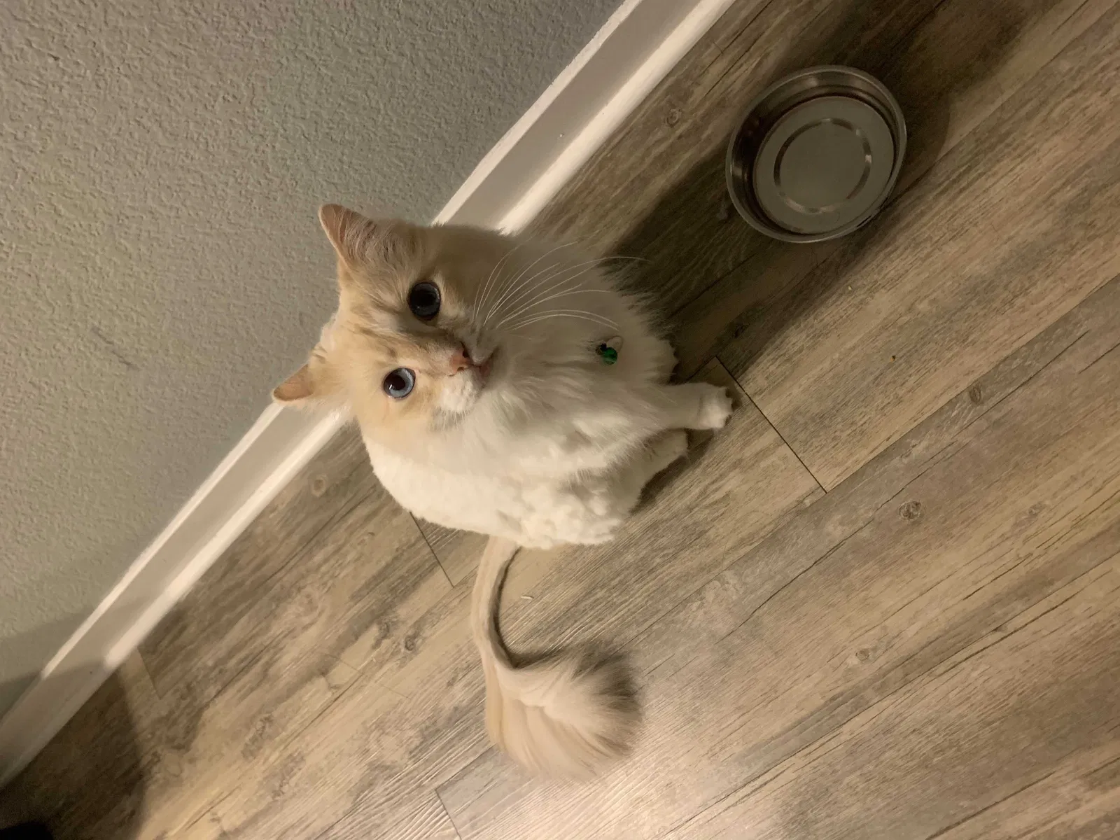 Lost cat in Phoenix, AZ, 85023