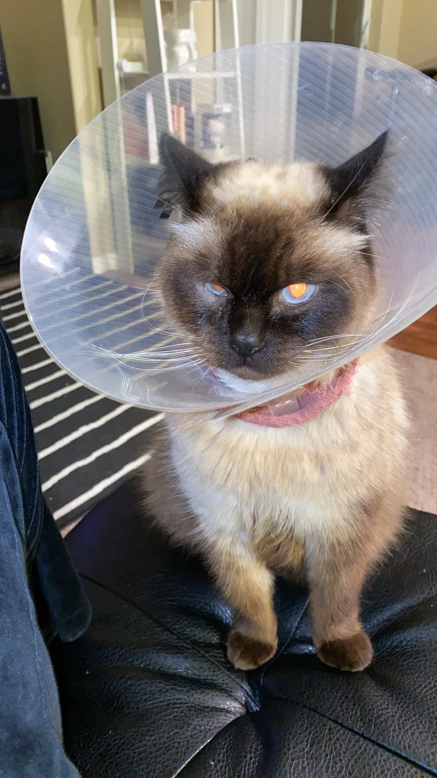 Lost cat in Olympia, WA, 98502