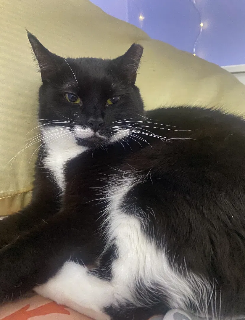 Lost cat in Baltimore, MD, 21239