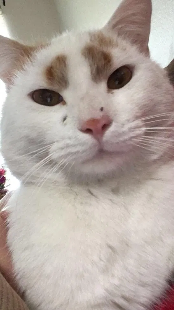 Lost cat in Albuquerque, NM, 87106