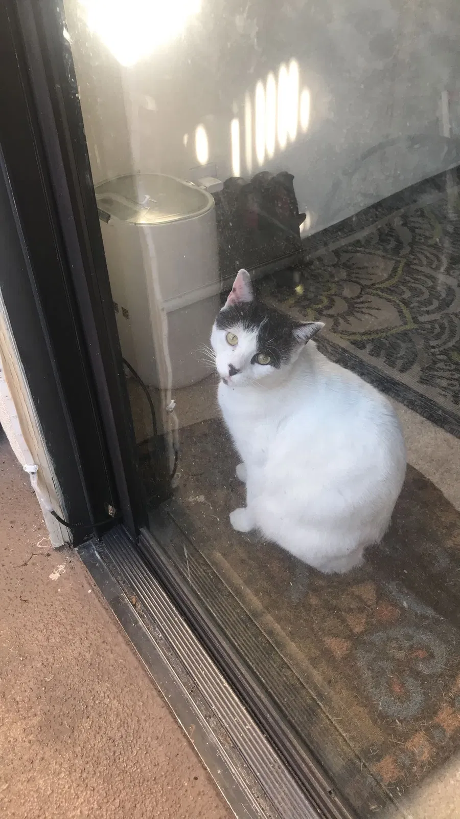 Lost cat in Tustin, CA, 92782