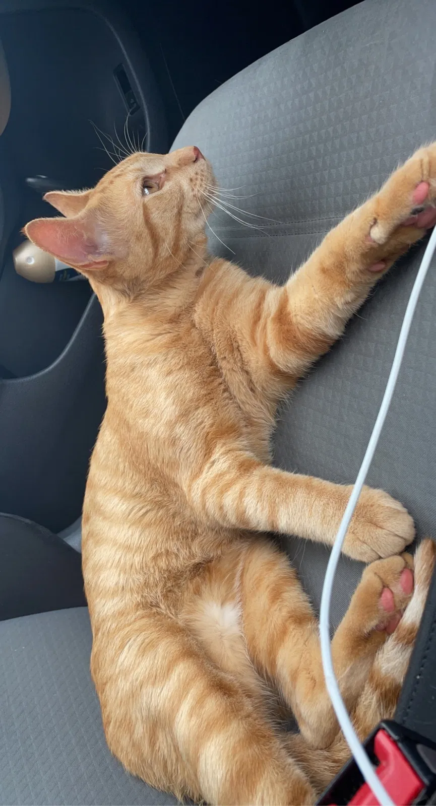 Lost cat in Sioux Falls, SD, 57101