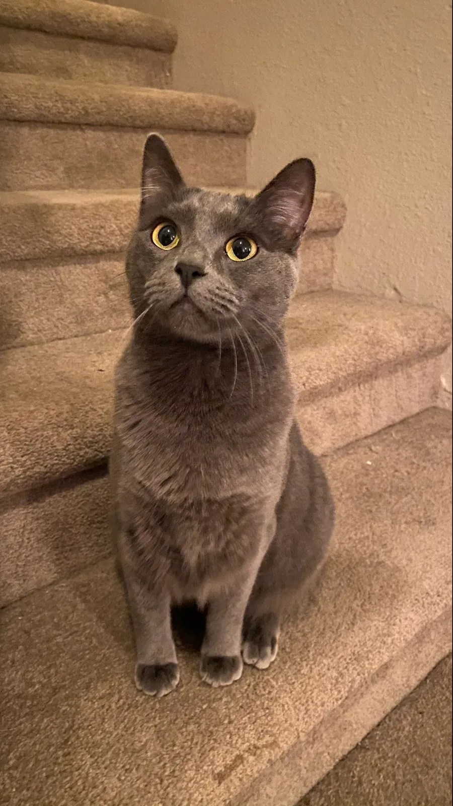 Lost cat in Sacramento, CA, 95828