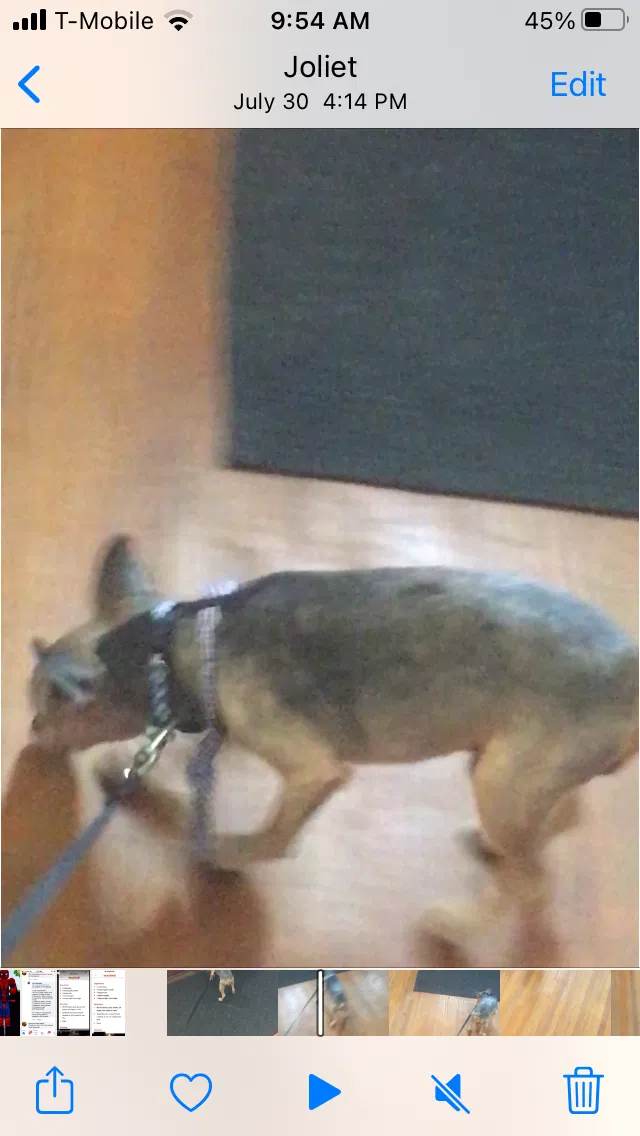 Lost dog in Joliet, IL, 60435