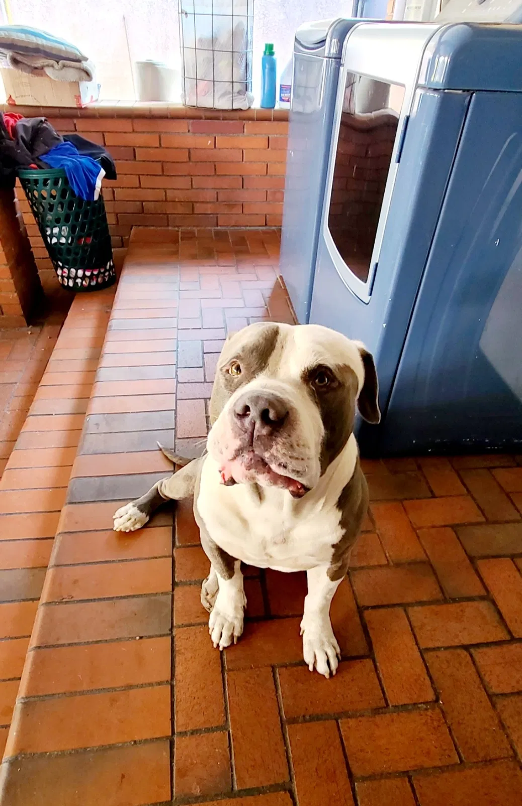 Lost dog in Los Angeles, CA, 90011