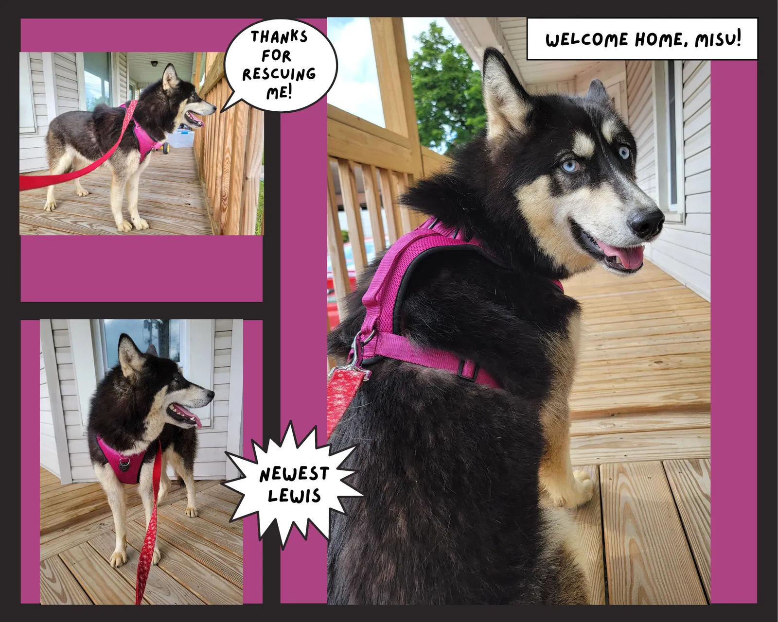 Lost dog in Ashland, OH, 44805