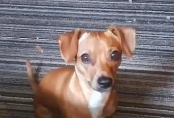 Lost dog in Deatsville, AL, 36022