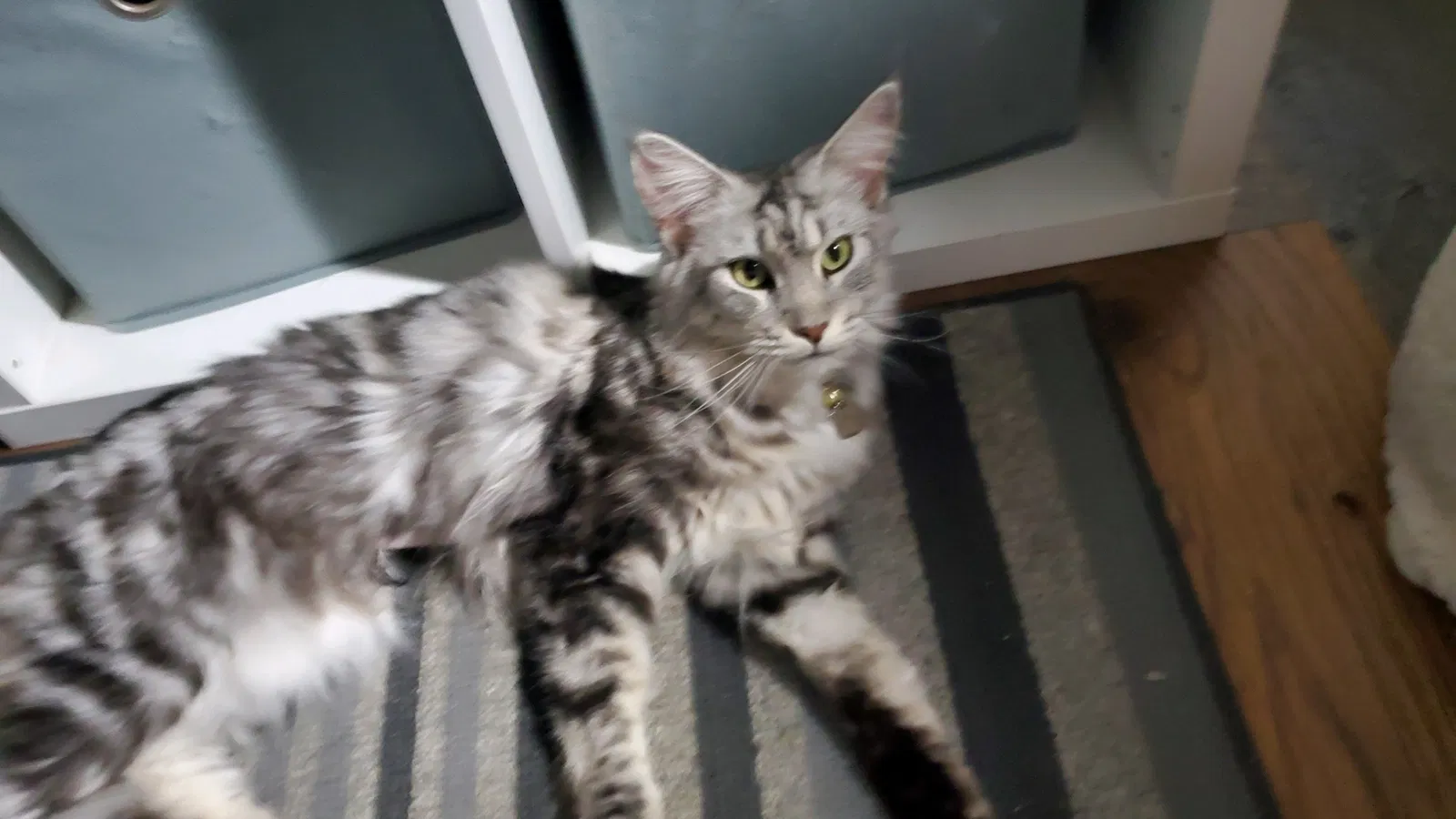 Lost cat in Wahiawa, HI, 96786