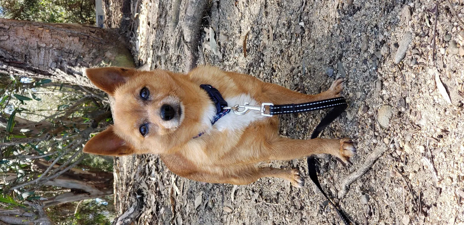 Lost dog in Montclair, CA, 91763