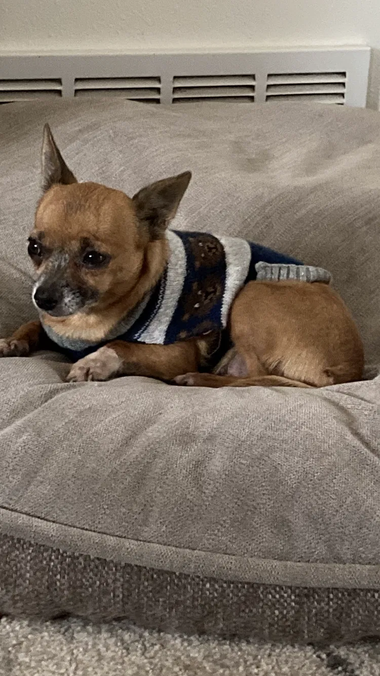 Lost dog in Fruitland Park, FL, 34731