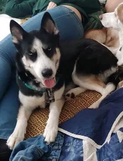 Lost dog in Saint Paul, MN, 55106