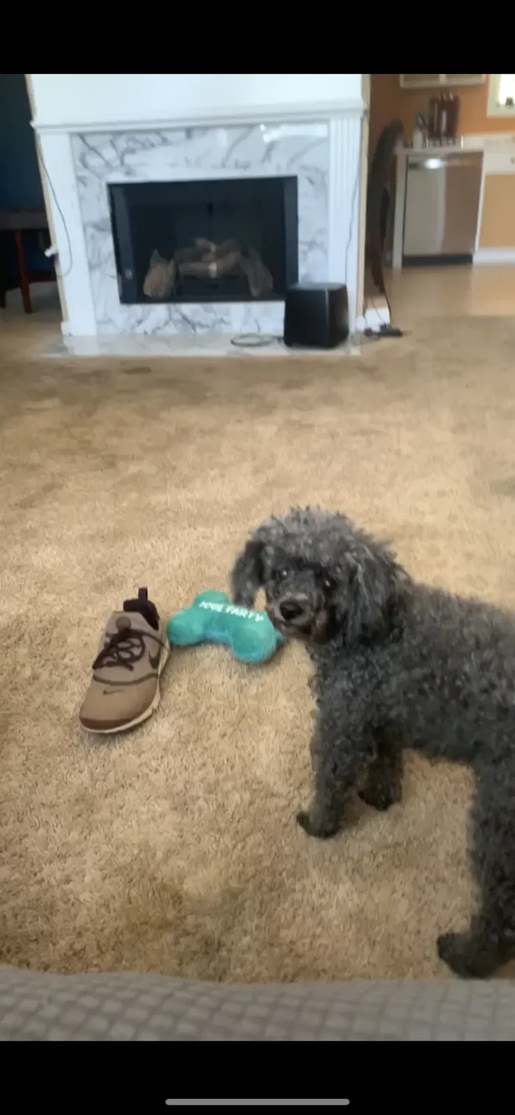 Lost dog in Duluth, GA, 30096