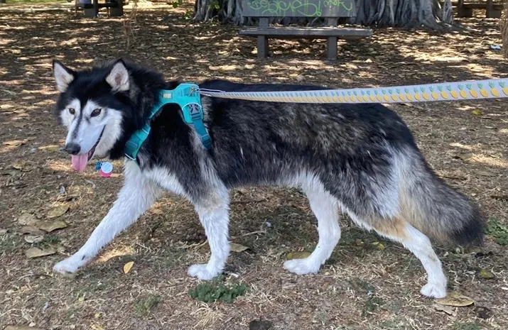 Lost dog in Ewa Beach, HI, 96706