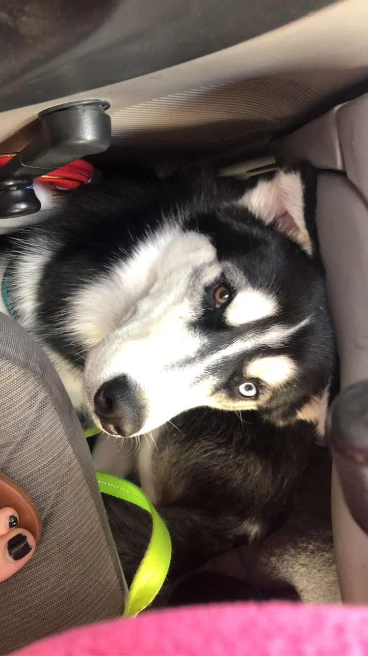 Lost dog in Spokane, WA, 99224