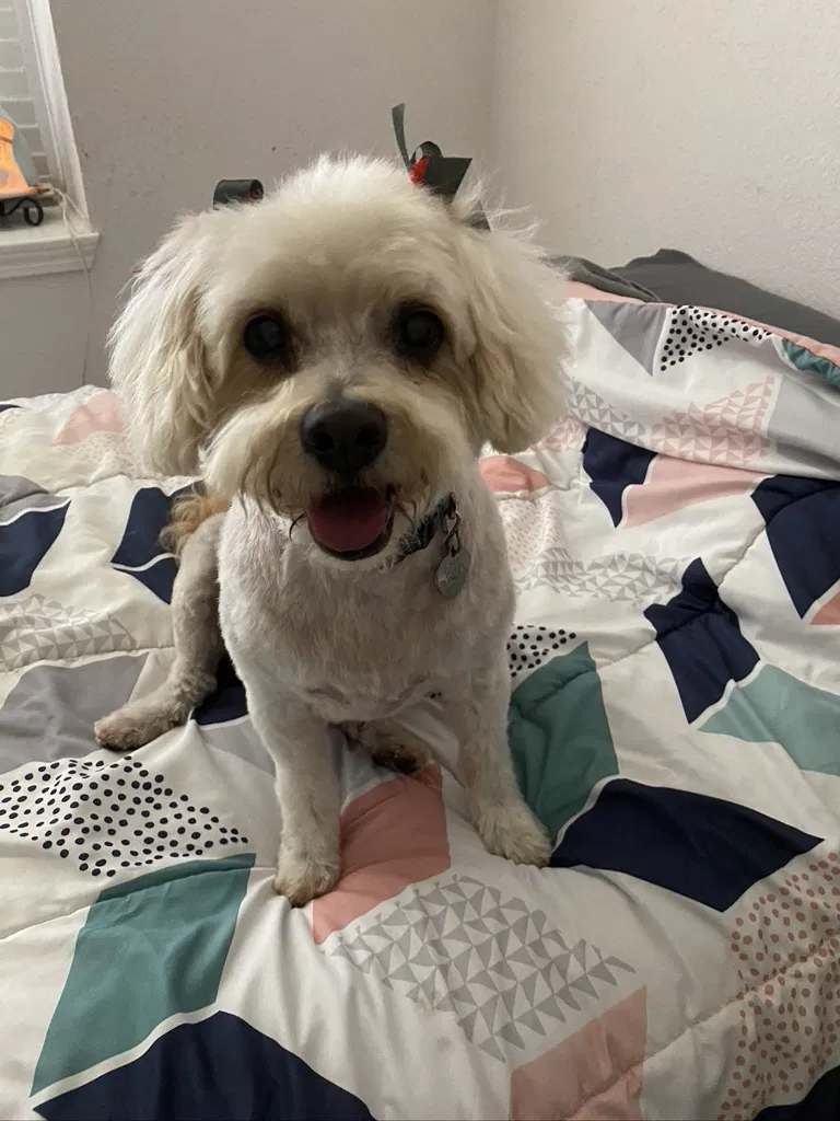 Lost dog in El Paso, TX, 79907