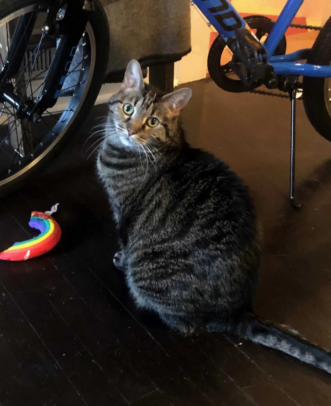 Lost cat in Meridian, ID, 83642