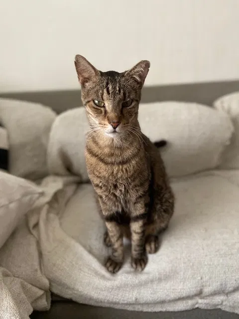 Lost cat in Miami, FL, 33134