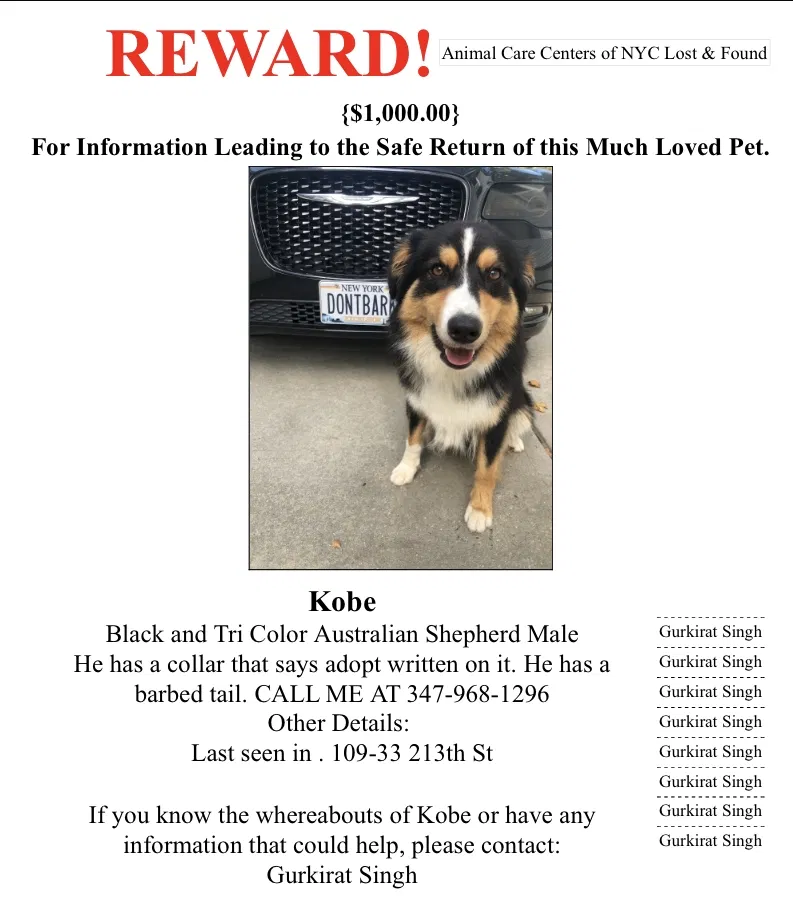 Lost dog in Queens Village, NY, 11429