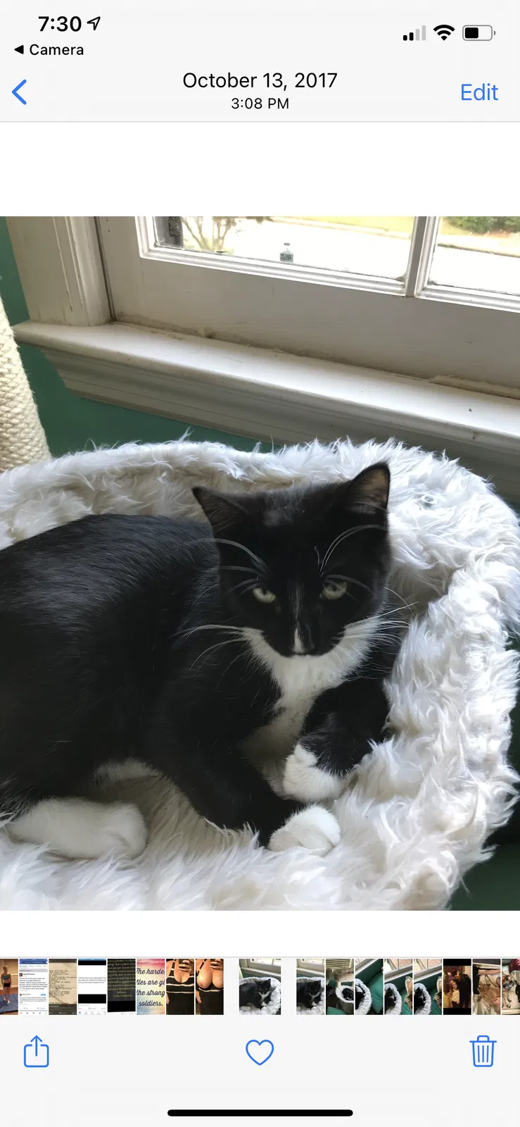 Lost cat in Roswell, GA, 30076