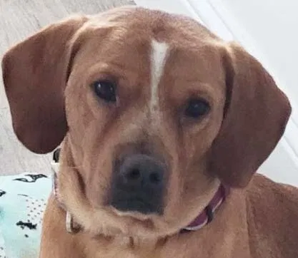 Lost dog in Fort Worth, TX, 76134