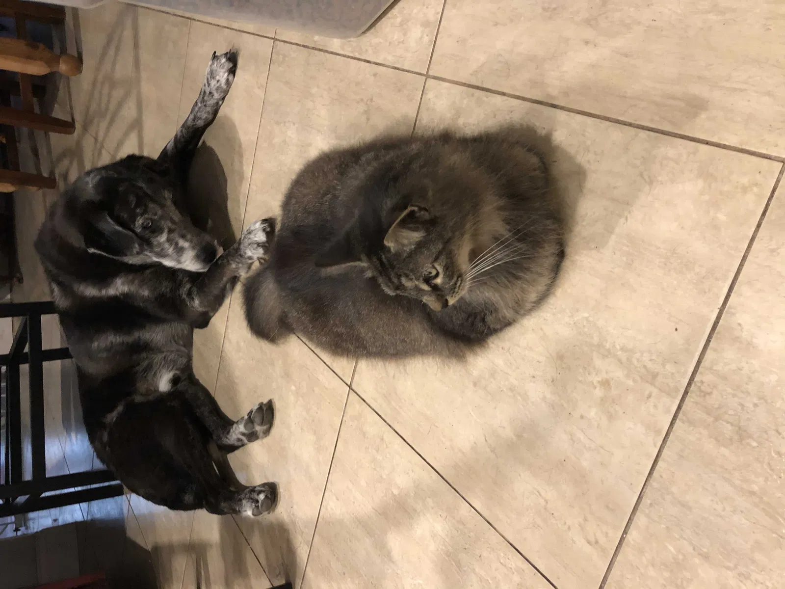 Lost cat in Winter Springs, FL, 32708