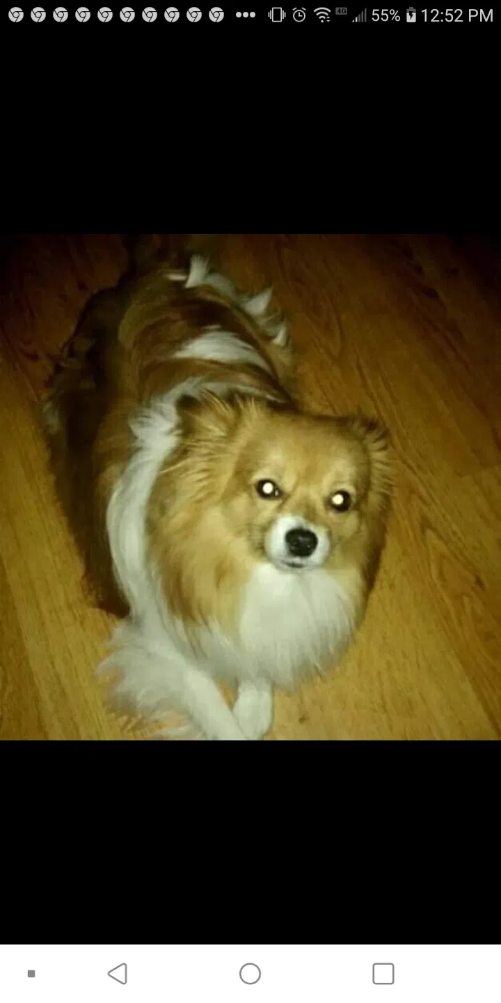 Lost dog in Zion, IL, 60099