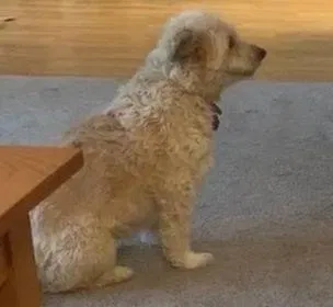 Lost dog in Dover, PA, 17315