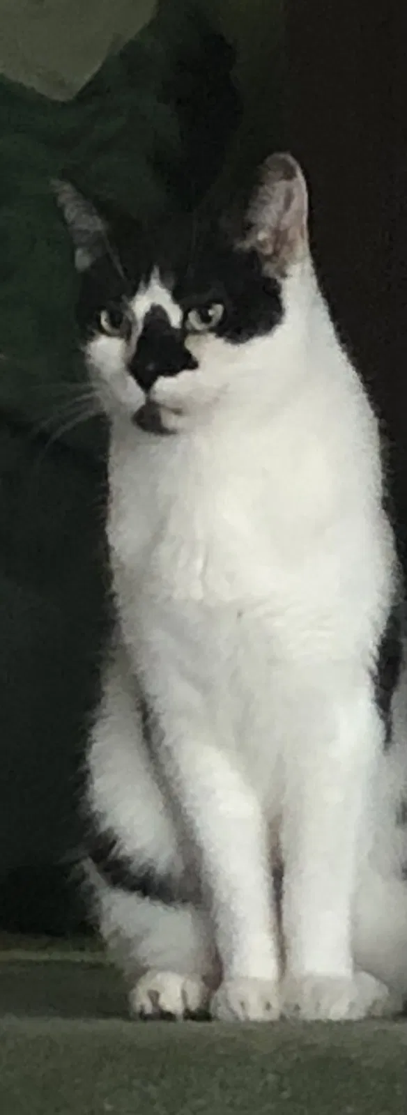 Lost cat in Holmdel, NJ, 7733