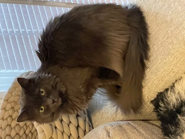 Lost cat in Aliso Viejo, CA, 92656