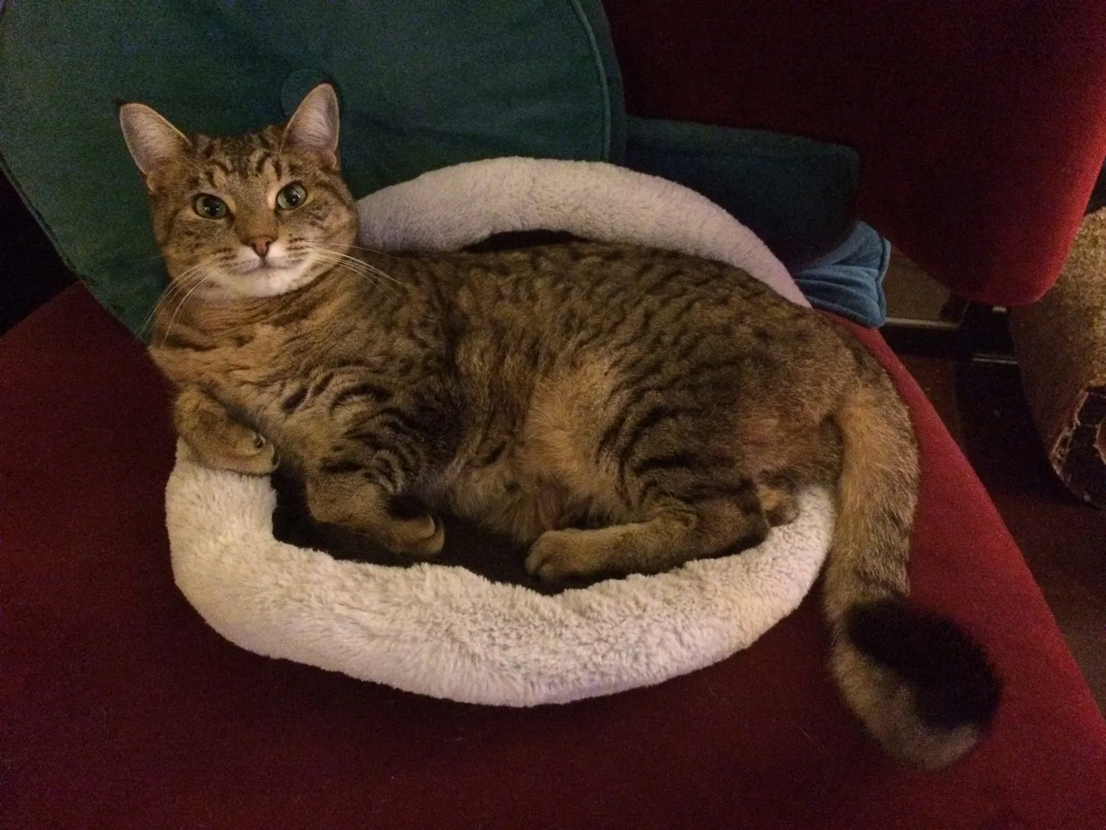 Lost cat in Edmonds, WA, 98026