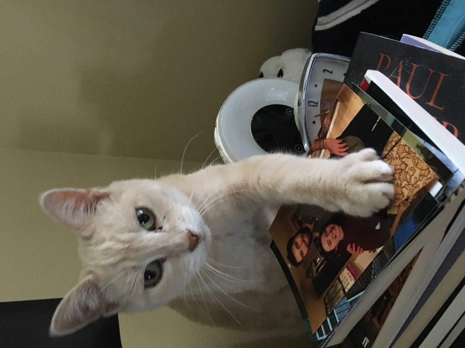 Lost cat in Edmonds, WA, 98026