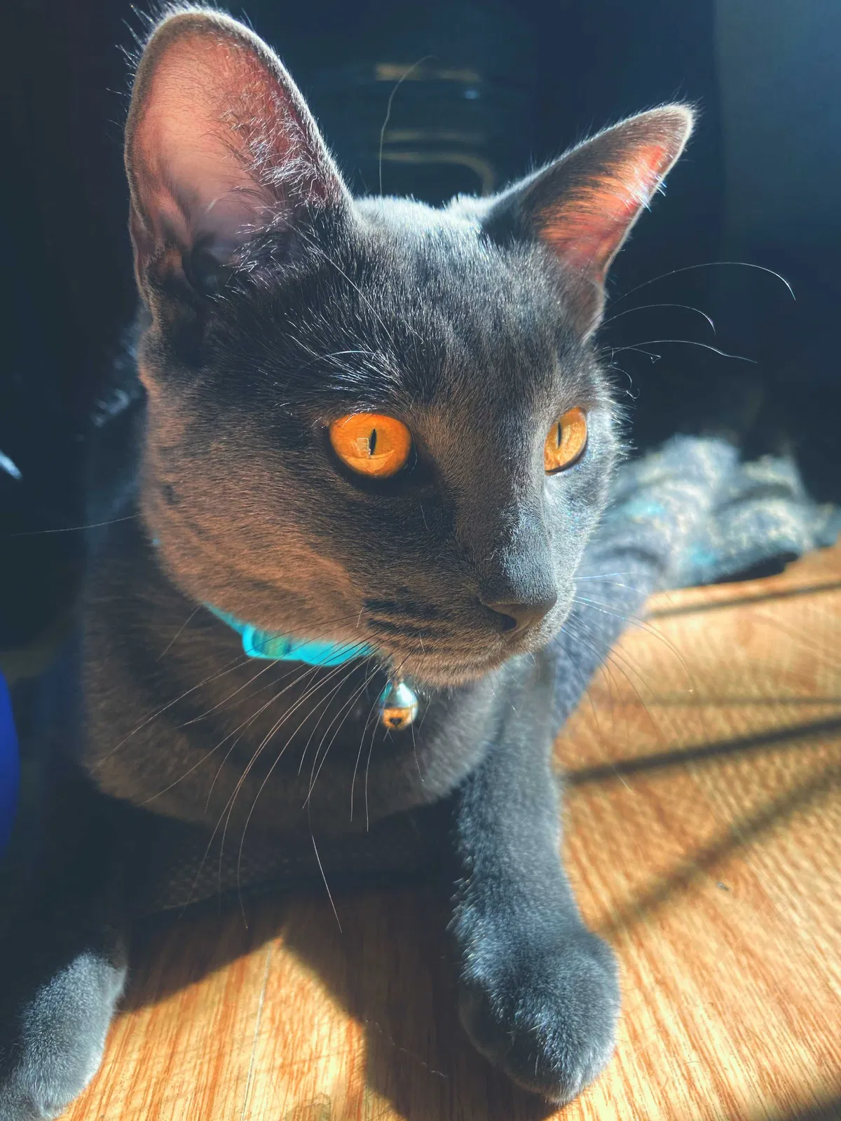 Lost cat in Escondido, CA, 92025