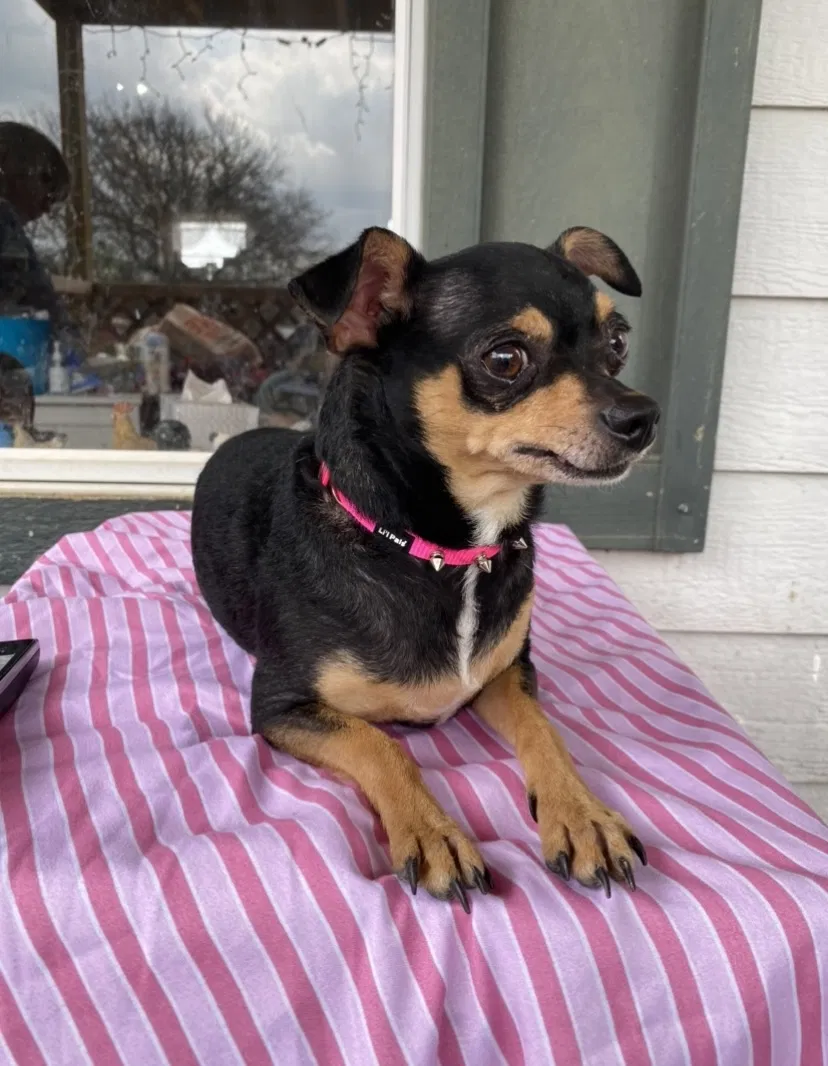 Lost dog in Bridgeport, TX, 76426