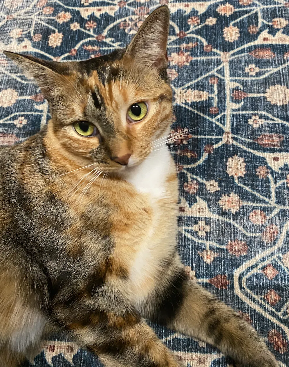 Lost cat in Brooklyn, NY, 11231