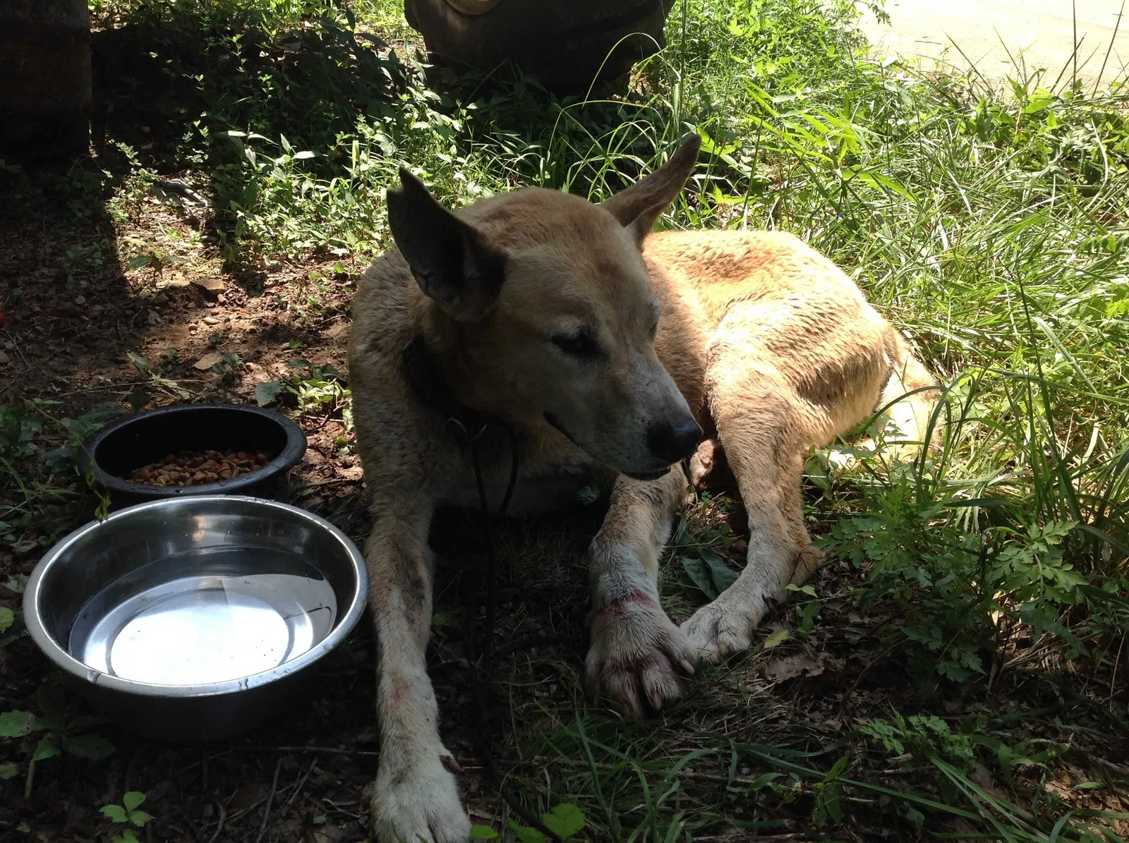 Found dog in Palmyra, TN, 37142