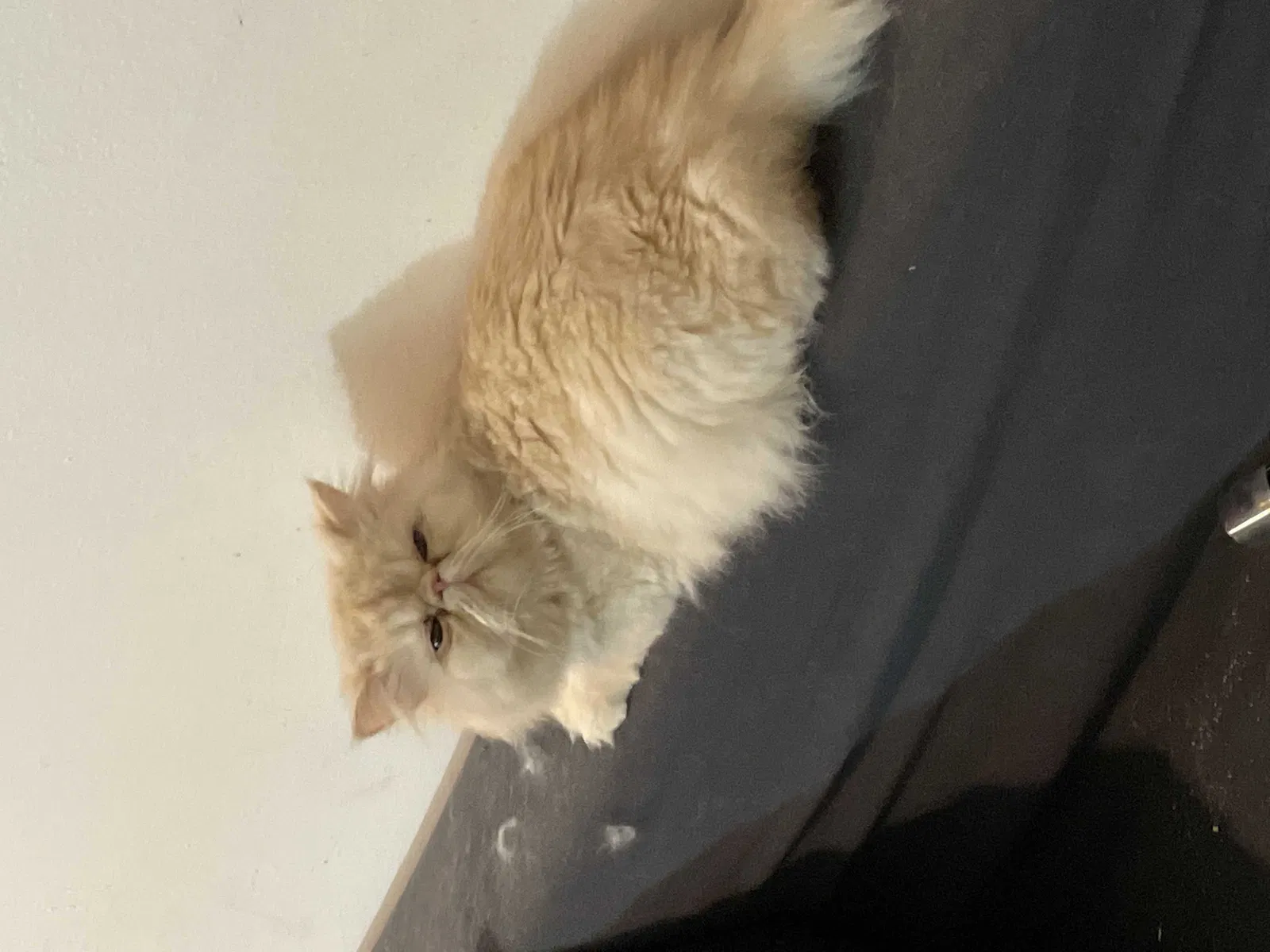 Lost cat in Mountain Home, ID, 83647