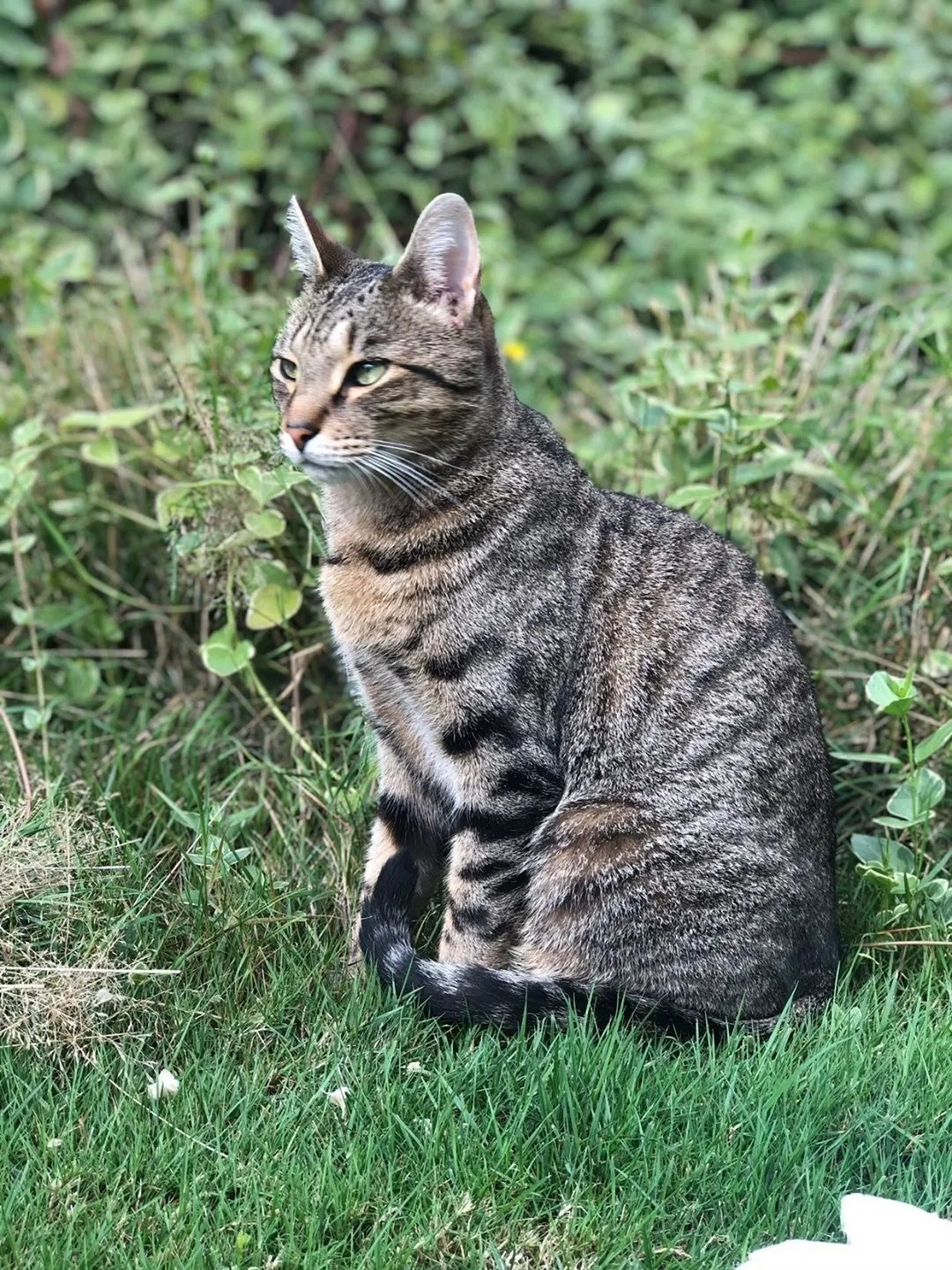 Lost cat in Puyallup, WA, 98374