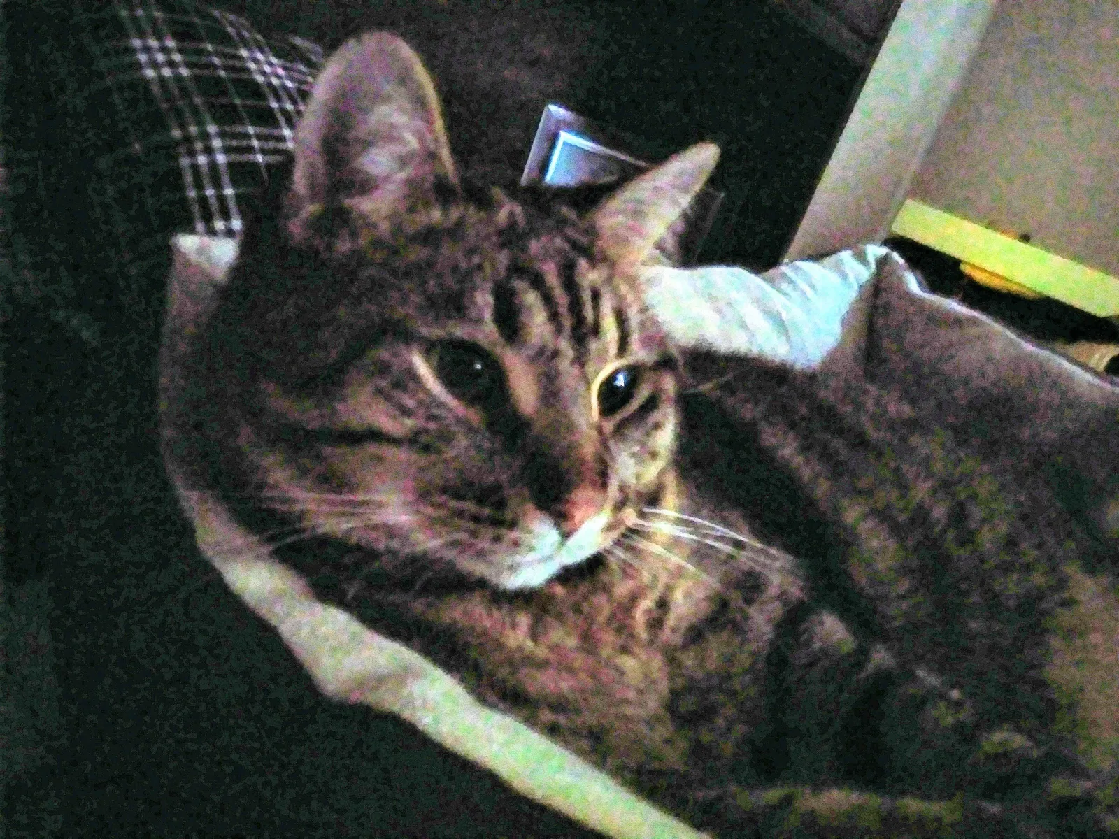 Lost cat in Aurora, CO, 80017