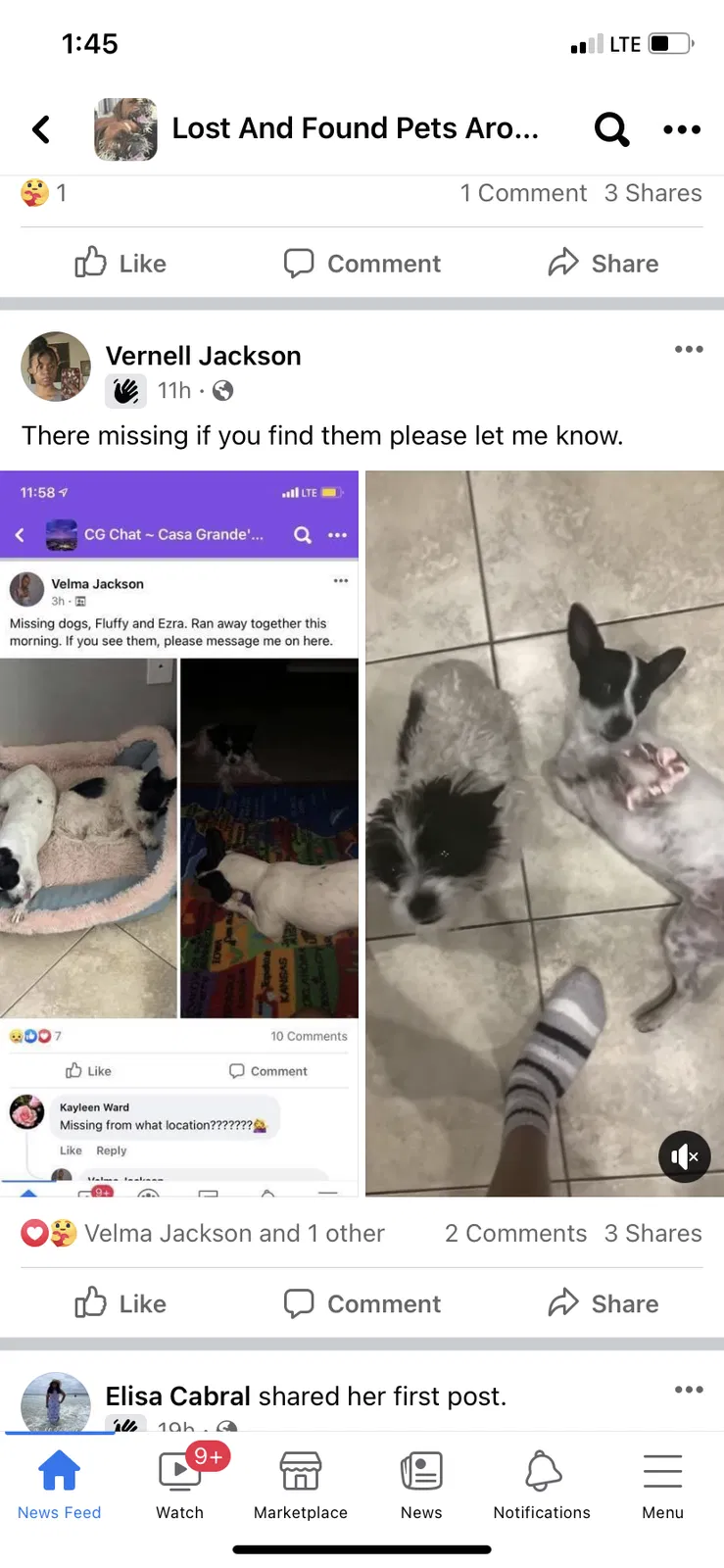 Lost dog in Casa Grande, AZ, 85122