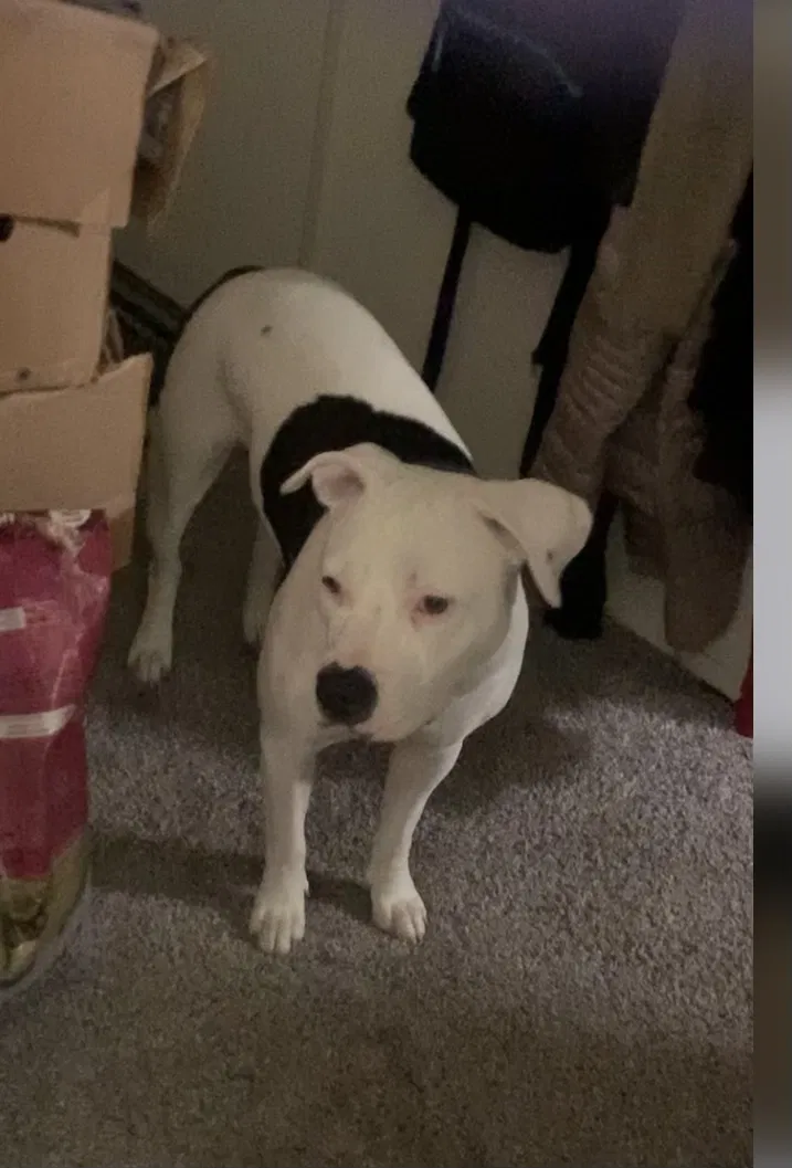 Lost dog in Seattle, WA, 98188
