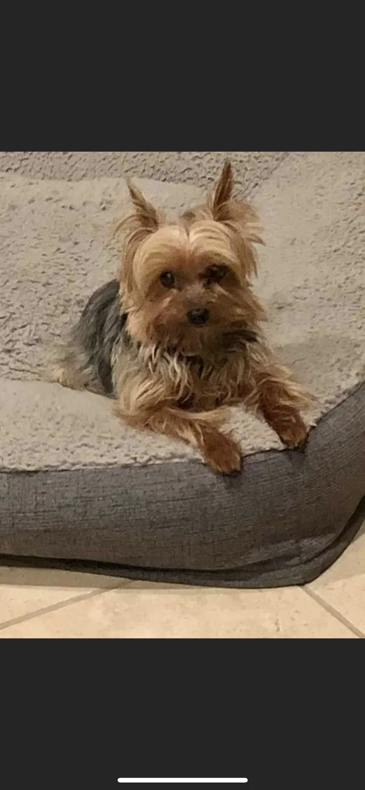 Lost dog in Laguna Hills, CA, 92653