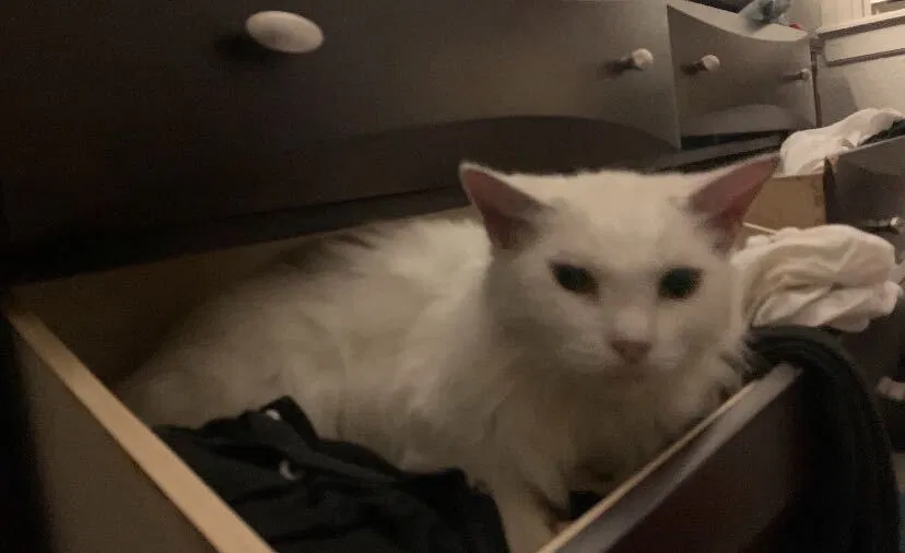 Lost cat in Dallas, TX, 75216