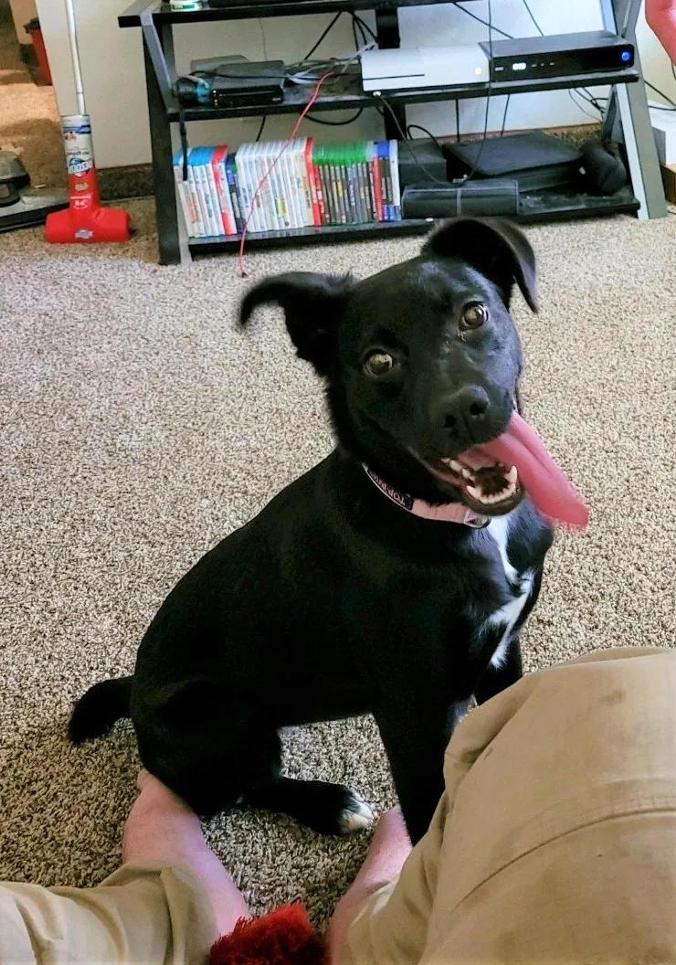 Lost dog in Riverton, UT, 84065