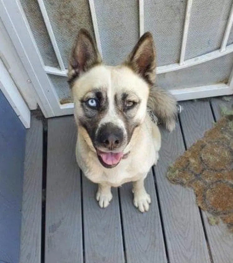 Lost dog in El Sobrante, CA, 94803