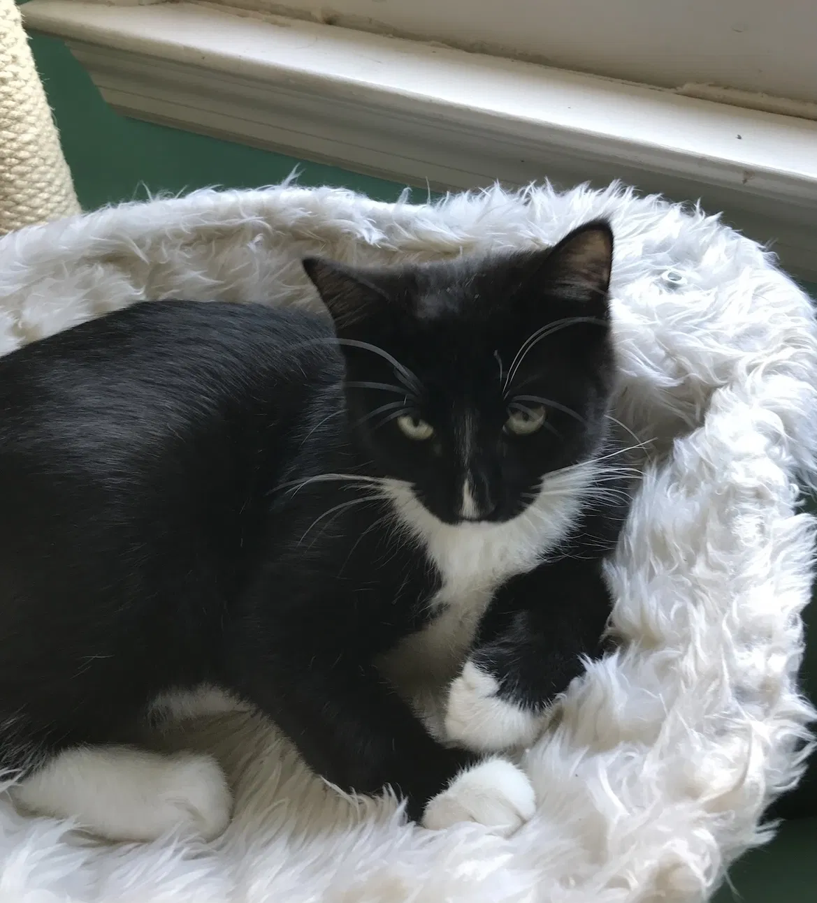 Lost cat in Roswell, GA, 30076