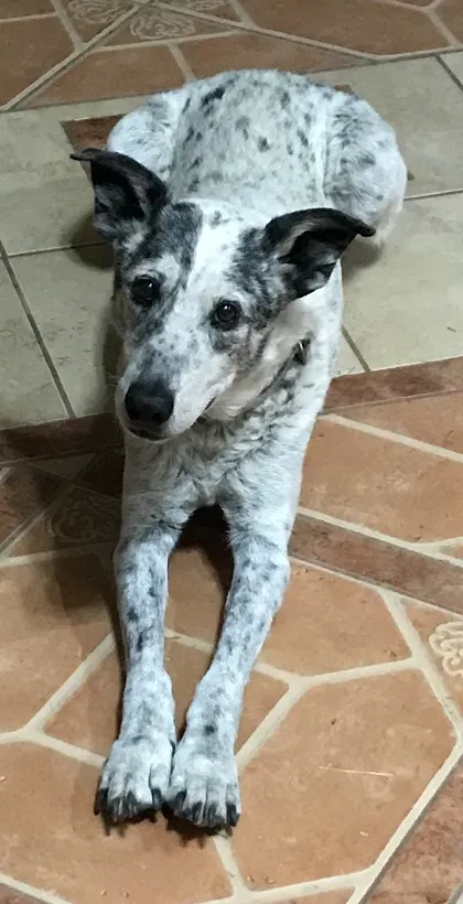 Lost dog in Pueblo, CO, 81007