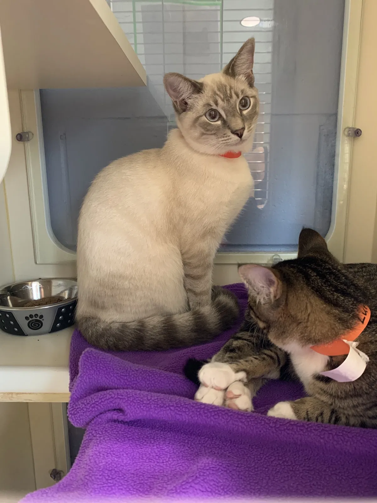 Lost cat in New Smyrna Beach, FL, 32168