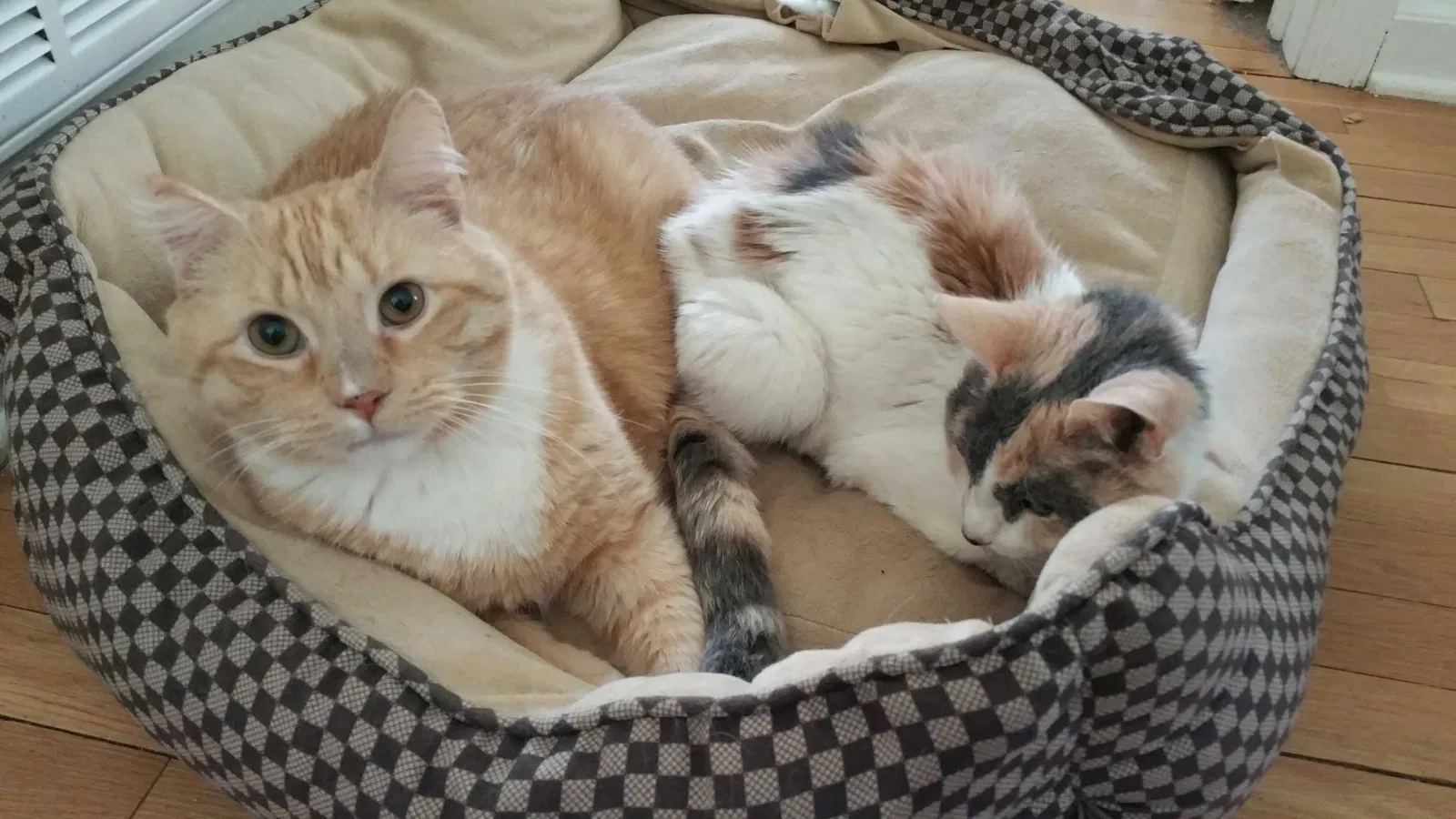 Lost cat in Metuchen, NJ, 8840