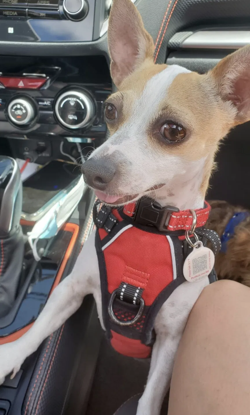 Lost dog in Miami, FL, 33169