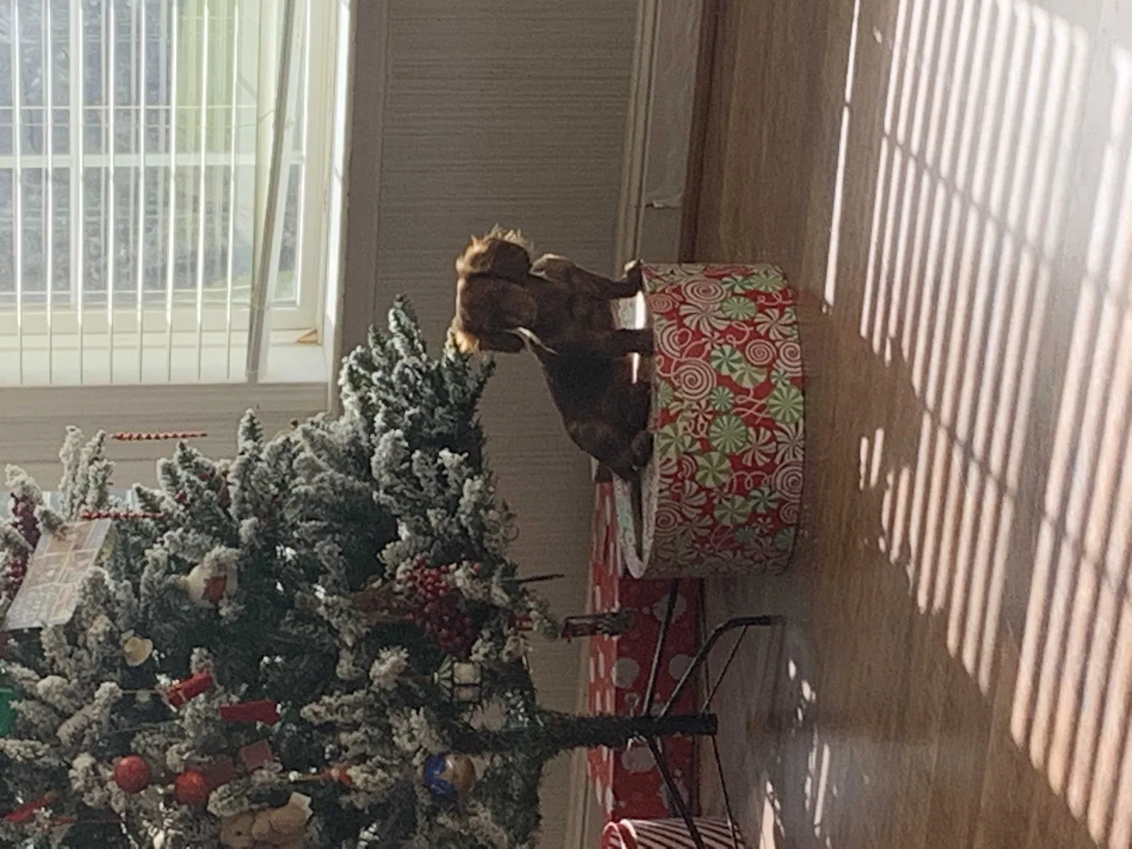 Lost dog in State Road, NC, 28676